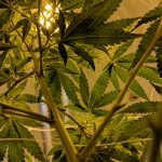 Are you ready to purchase the best cannabis products?