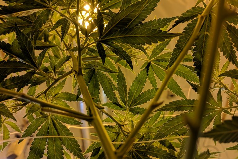 Are you ready to purchase the best cannabis products?