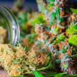 Medispensary Weed delivery Toronto