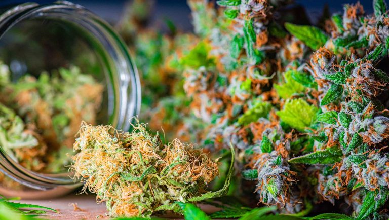 Medispensary Weed delivery Toronto