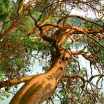 native oregon trees
