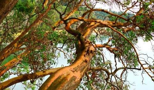 native oregon trees