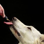 best cbd oil for dogs