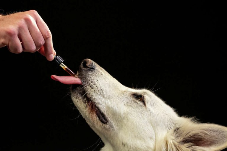 best cbd oil for dogs