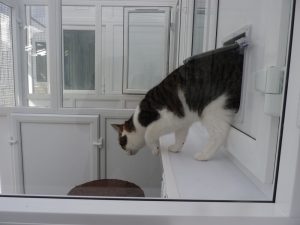 Tail-Wagging Hospitality: Why the Cat Hotel in Phoenix is a Haven for Feline Guests