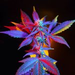 thca bud
