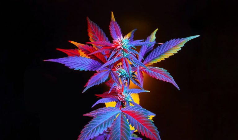 thca bud