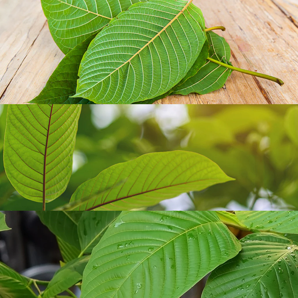 natural kratom tea