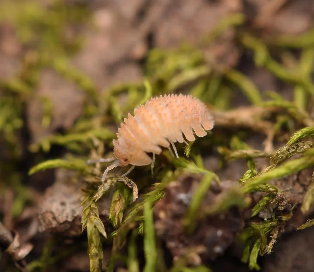 The Ultimate Guide to Finding Isopods for Sale Online