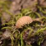 The Ultimate Guide to Finding Isopods for Sale Online
