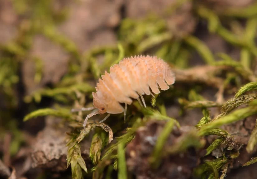 The Ultimate Guide to Finding Isopods for Sale Online