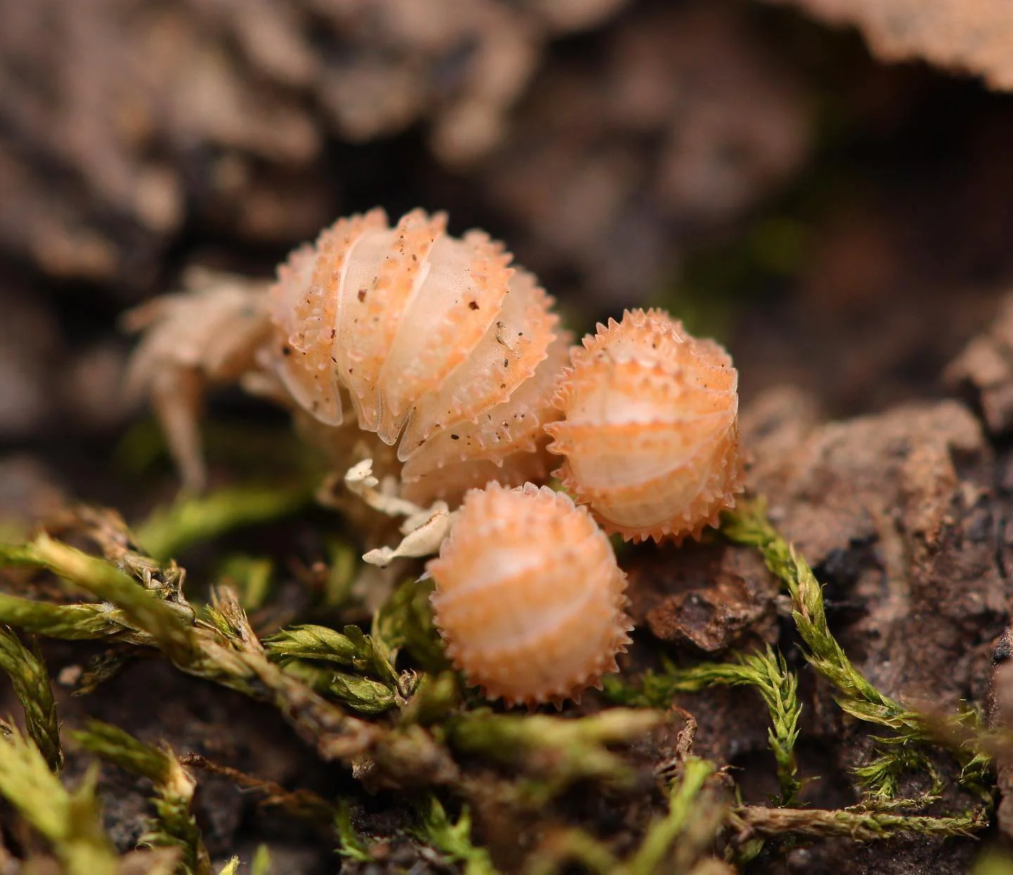 pineapple isopods
