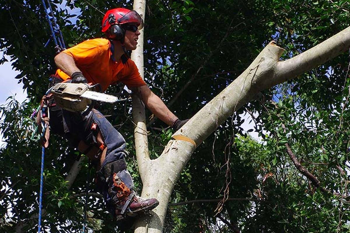 tree services gold coast
