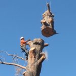 Professional arbor care techniques, maintaining safe residential properties throughout the Gold Coast