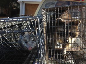 best wildlife removal services near me